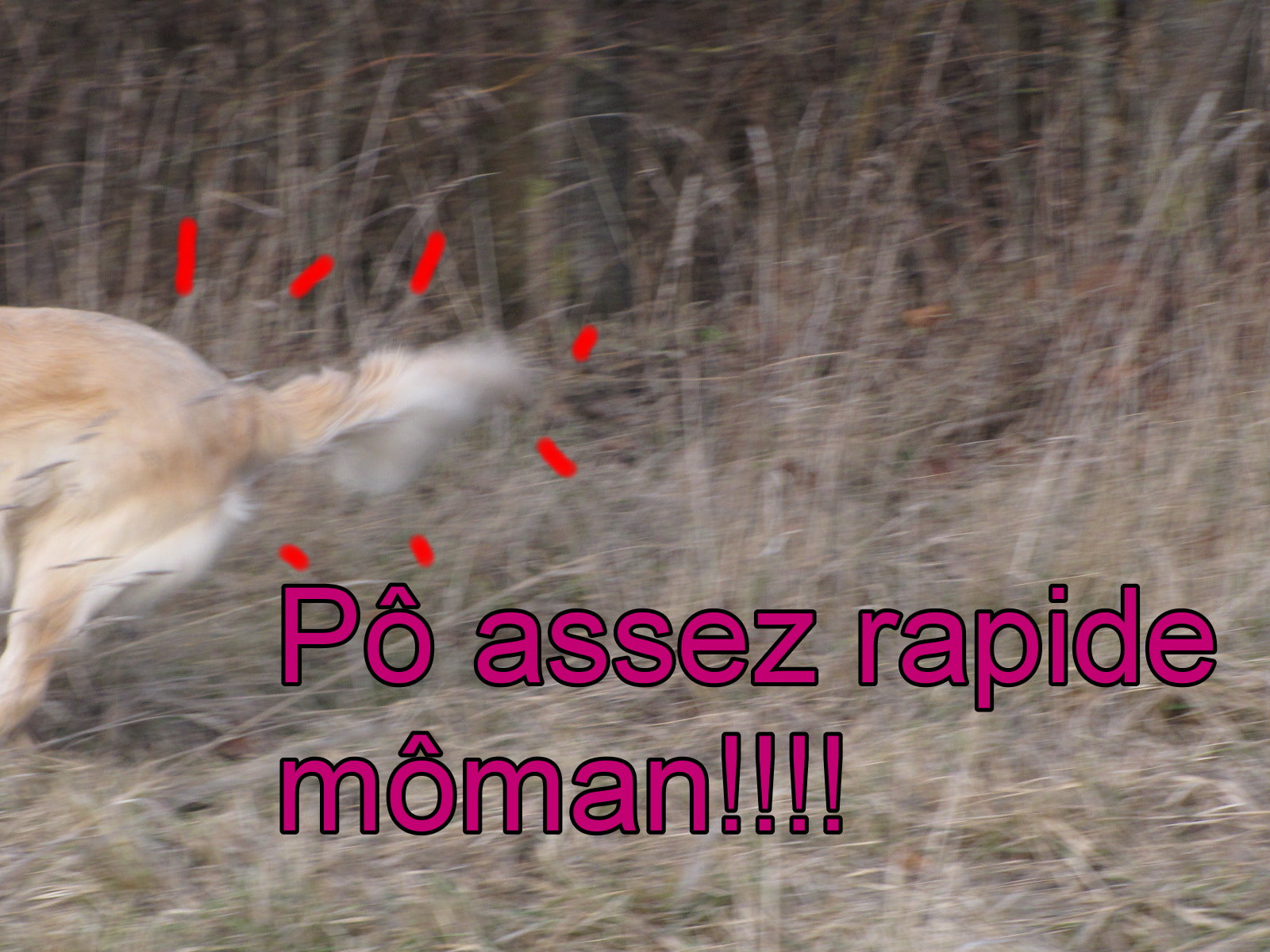 voir l'image en taille r�elle