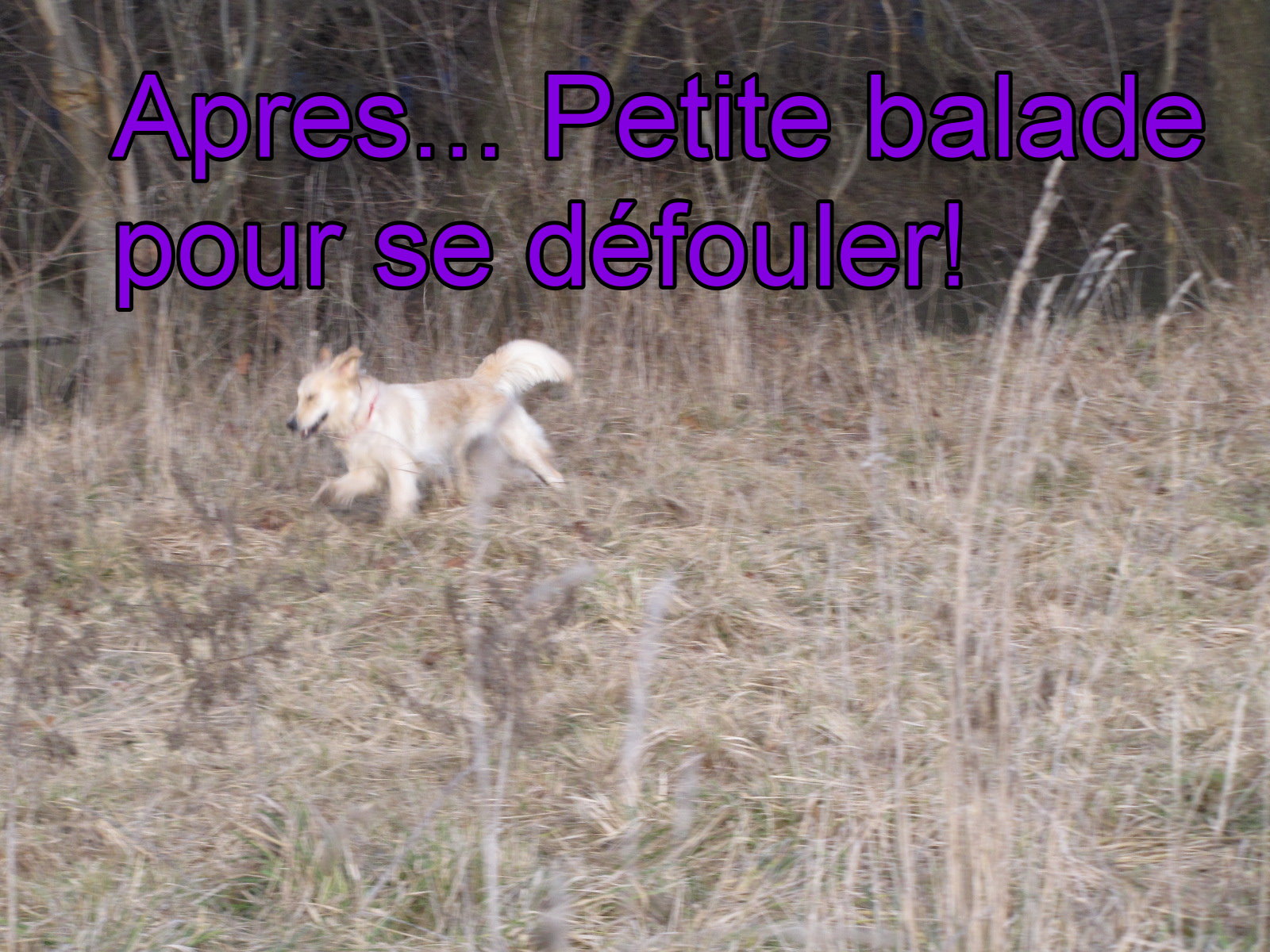 voir l'image en taille r�elle