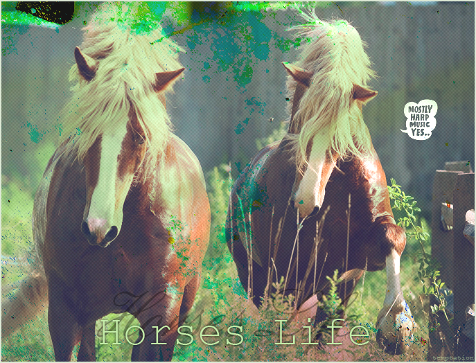 horses-life