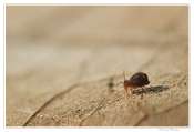 008_20100222-_collembole
