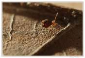 009_20100222-_collembole