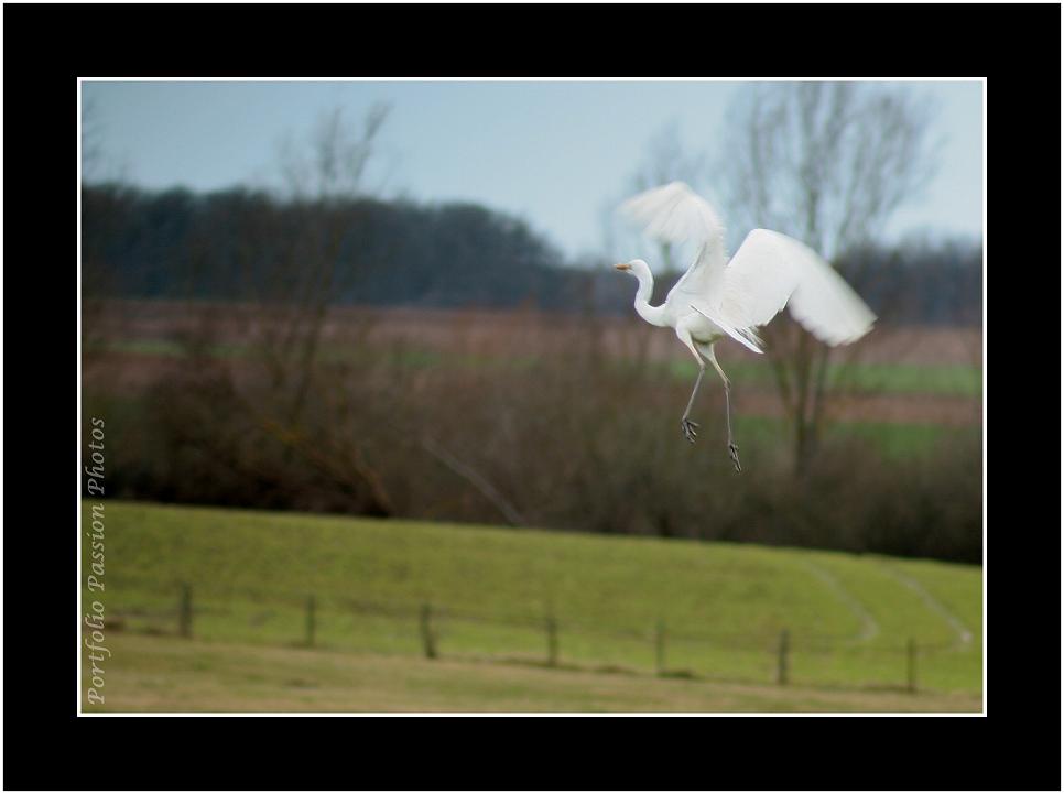 Pas très loin du lac du Der, la grande aigrette prend son envol