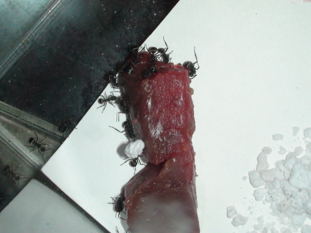 http://nsm03.casimages.com/img/2010/03/17//100317054034977845647321.jpg