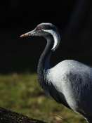 grue
