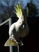 cacatoes2