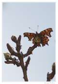 015_20100322-_robert