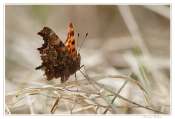 016_20100322-_robert