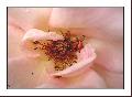 Cliquez pour afficher l'image en taille r�elle