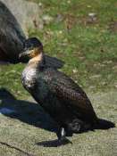 cormoran