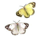 Image h�berg�e par Casimages.com : votre h�bergeur d images simple et gratuit
