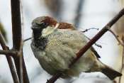 Moineau