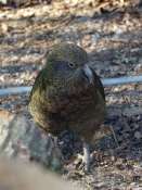 Kea