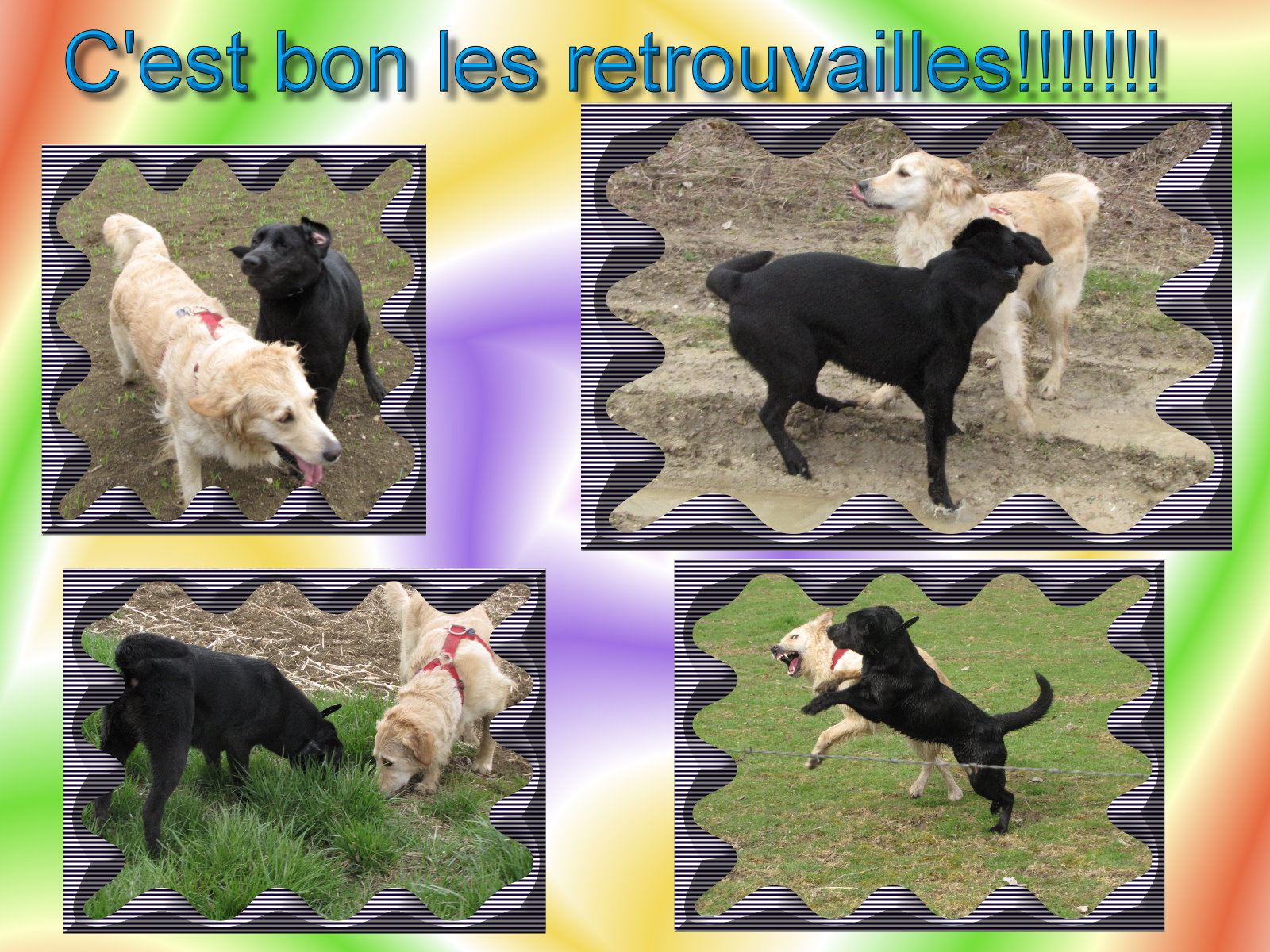 voir l'image en taille r�elle