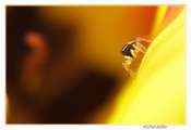 2010 macro
