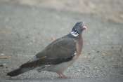 Pigeon_ramier5