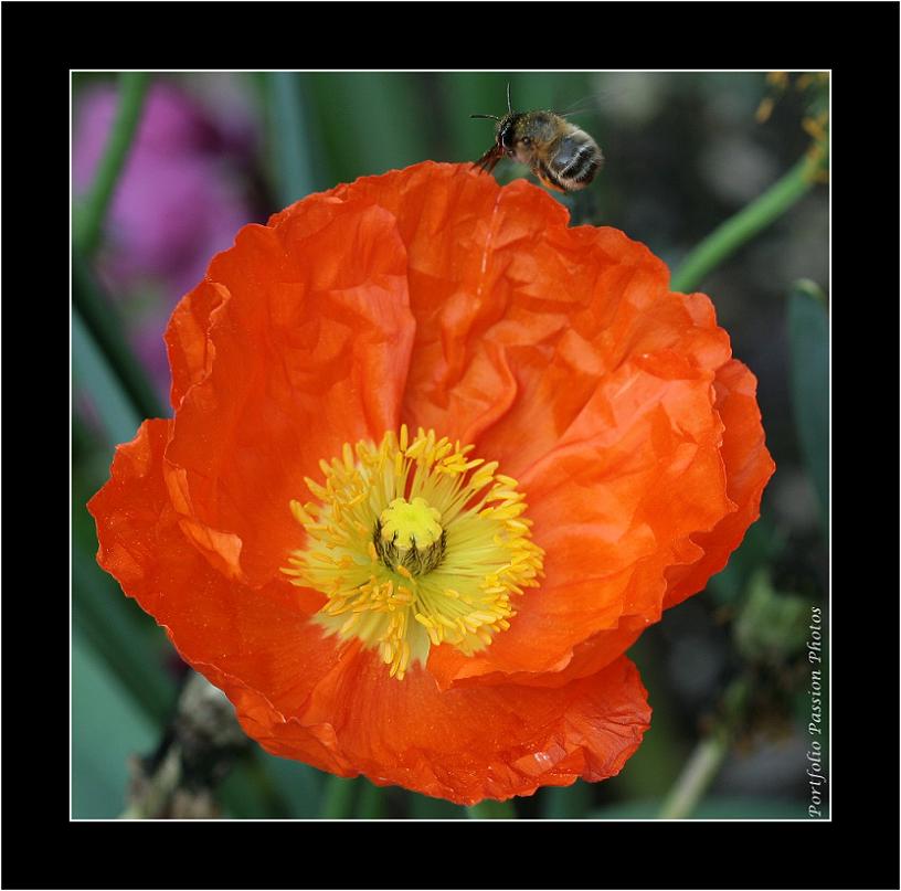 Fleur de Pavot qui visiblement est au goût de cette abeille