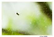 043_201000508-_micro-epeire