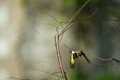 chardonneret_6