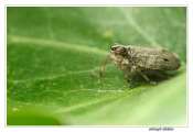 055_201000513-_issus