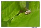 053_201000513-_issus