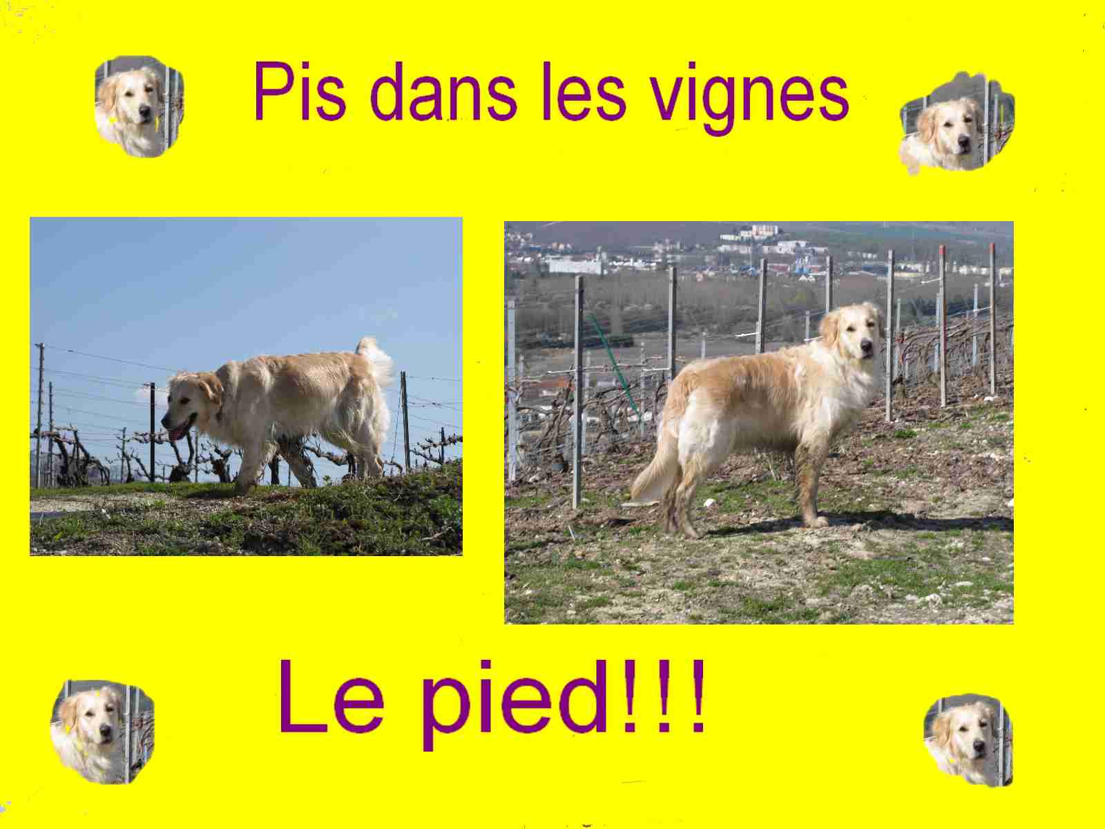 voir l'image en taille r�elle