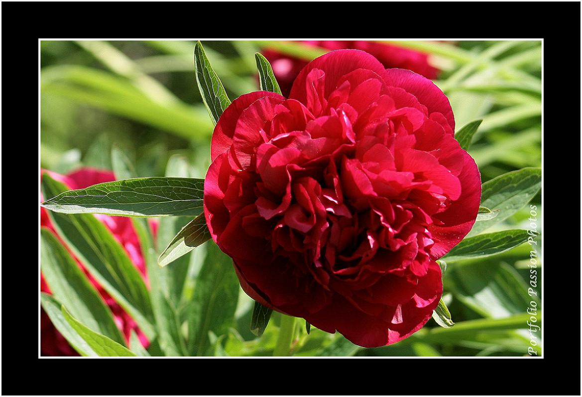 Rouge éclatant pour cette pivoine profitant des rayons du soleil