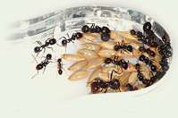 Ant Colonies