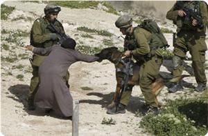 Palestine Occupée - femme Palestinienne attaquée par un cerbère nazioniste