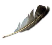 Plume_Jcta