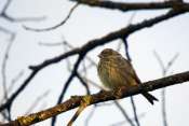 serin