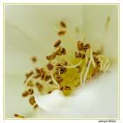 084_201000614-_acarien