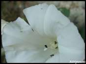 liseron