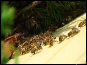 abeilles