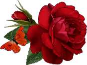 Gif Rose