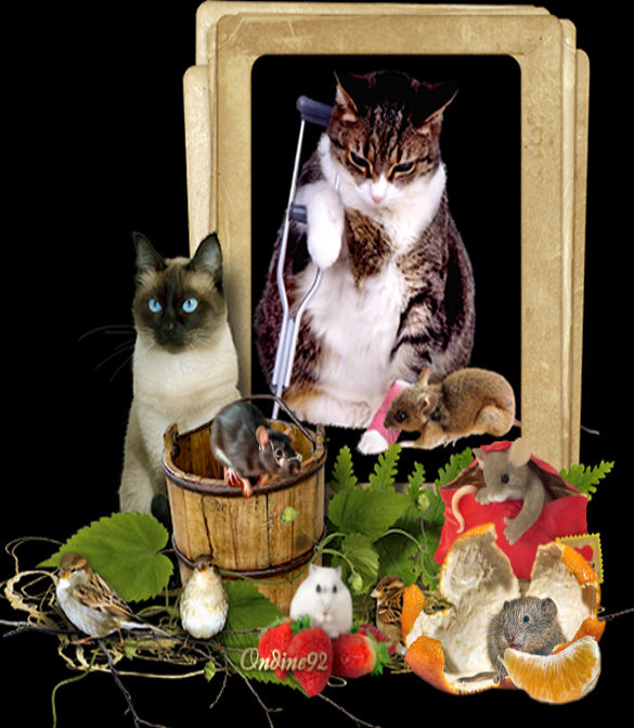 PAUVRE MINOU dans MES CREATIONS 100623040814377666282841