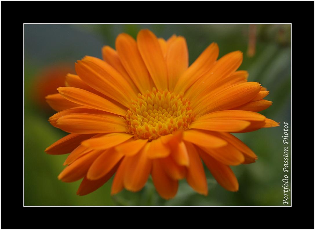 Belle couleur pour cette marguerite qui semble vouloir faire de l'ombre au soleil lol
