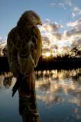 Zoo_Vincenne-00