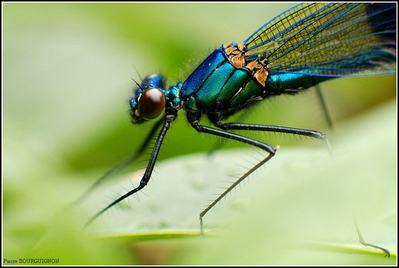 Caloptéryx (famille calopterygidae), photographie animalière par Pierre BOURGUIGNON, photographe animalier, Belgique