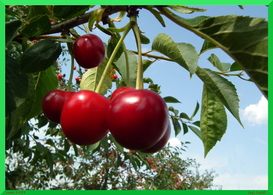 http://nsm03.casimages.com/img/2010/07/11//1007110404161113616384187.jpg