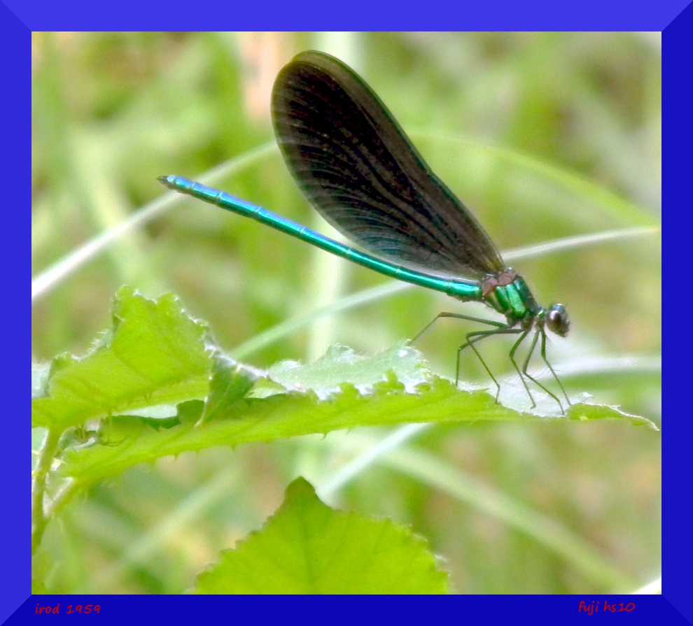 http://nsm03.casimages.com/img/2010/07/11//1007110448261113616384500.jpg