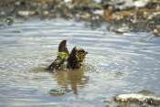 serin