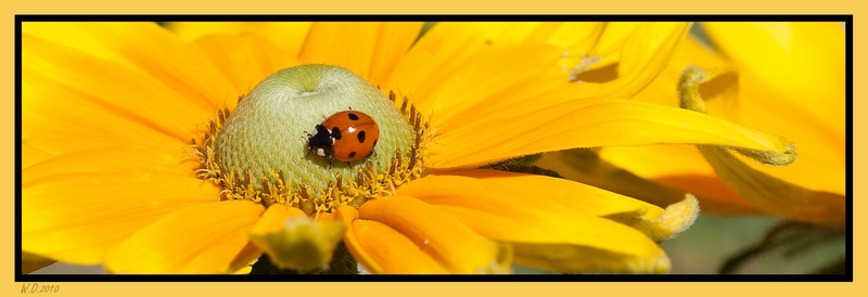 http://nsm03.casimages.com/img/2010/07/18//1007181249351045346421563.jpg