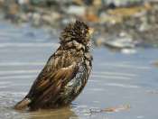Moineau