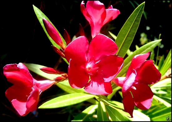 http://nsm03.casimages.com/img/2010/07/24/100724050324610796456073.jpg