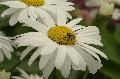 Autres jardins..