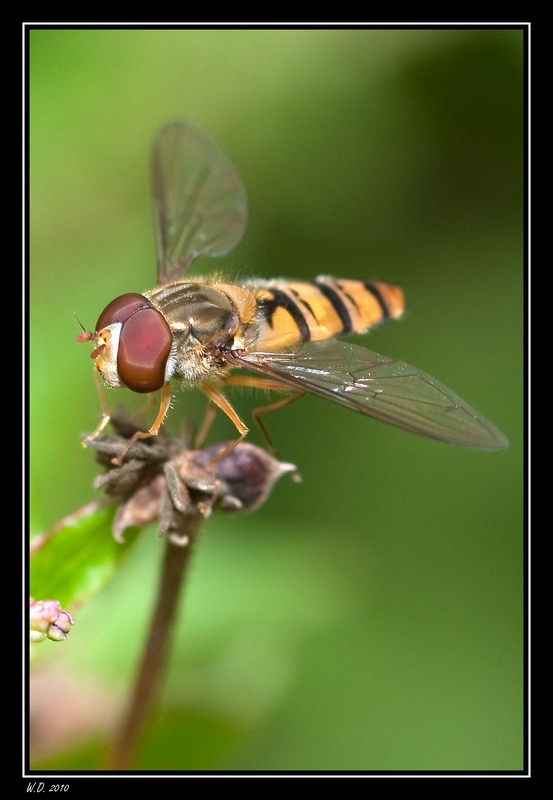 http://nsm03.casimages.com/img/2010/08/04//1008041110311045346514576.jpg