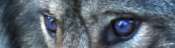Loup_Jcta