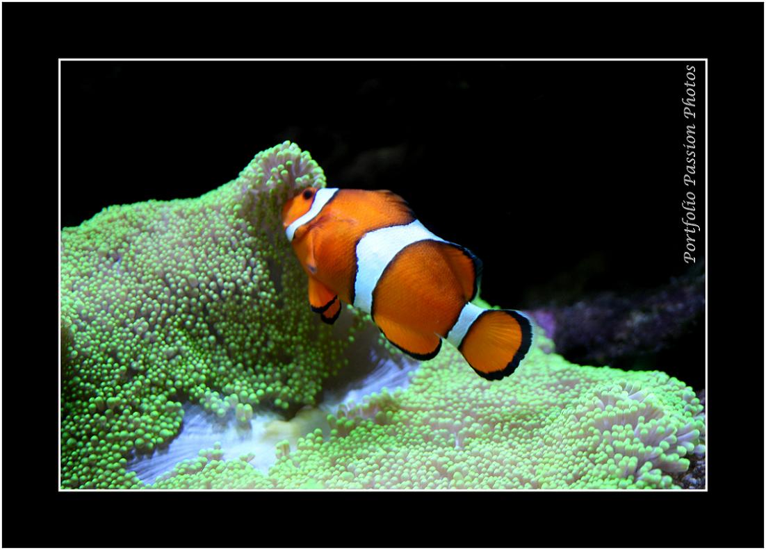 Au travers de la vitre de l'aquarium, un autre monde... celui du silence