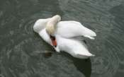 cygne