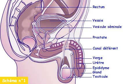 http://nsm03.casimages.com/img/2010/08/14//1008141055201007846561416.jpg